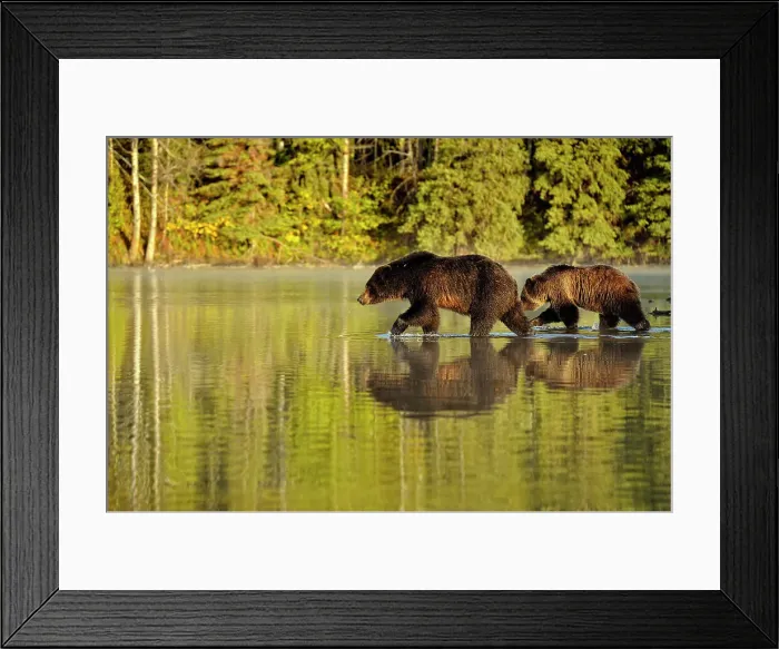 Framed Print : Grizzly bear (Ursus arctos)- Feeding on a sockeye salmon run, Chilcotin Wilderness, BC Interior, Canada Framed Print : Grizzly bear (Ursus arctos)- Feeding on a sockeye salmon run, Chilcotin Wilderness, BC Interior, Canada