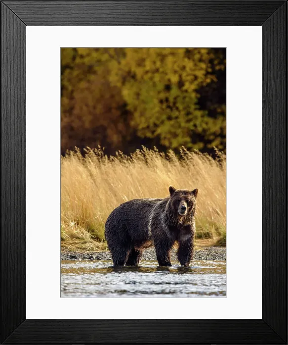 Framed Print : Grizzly bear (Ursus arctos)- Hunting sockeye salmon along the shore of the Chilko River, Chilcotin Wilderness, BC Interior, Canada Framed Print : Grizzly bear (Ursus arctos)- Hunting sockeye salmon along the shore of the Chilko River, Chilcotin Wilderness, BC Interior, Canada