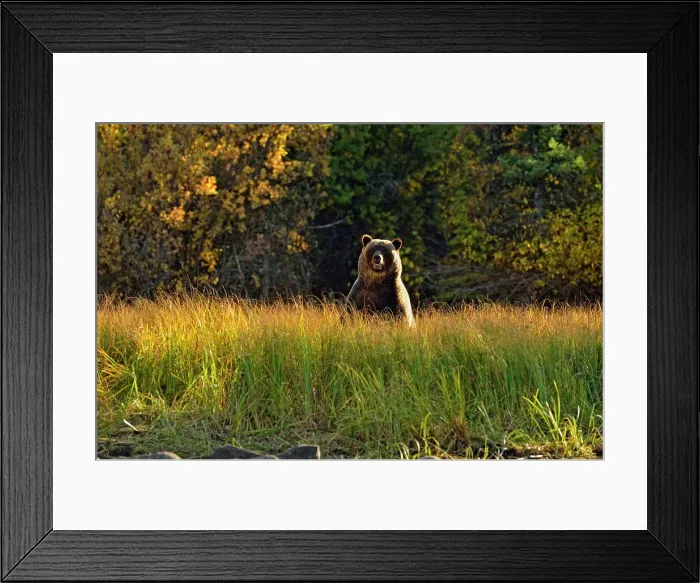 Framed Print : Grizzly bear (Ursus arctos)- Foraging along a riverbank during the autumn sockeye salmon spawning season, Chilcotin Wilderness, BC Interior, Canada