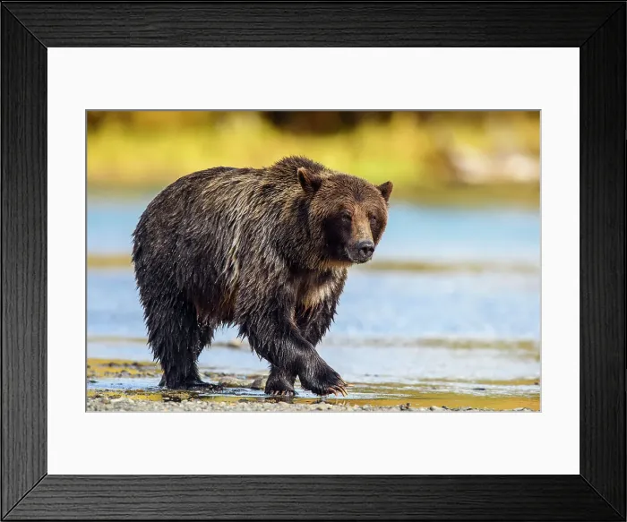 Framed Print : Grizzly bear (Ursus arctos)- Hunting sockeye salmon along the shore of the Chilko River, Chilcotin Wilderness, BC Interior, Canada Framed Print : Grizzly bear (Ursus arctos)- Hunting sockeye salmon along the shore of the Chilko River, Chilcotin Wilderness, BC Interior, Canada