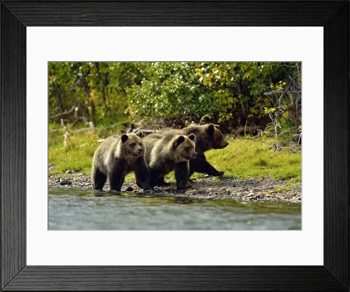 Framed Print : Grizzly bear (Ursus arctos)- Cubs on shore of a salmon river, Chilcotin Wilderness, BC Interior, Canada