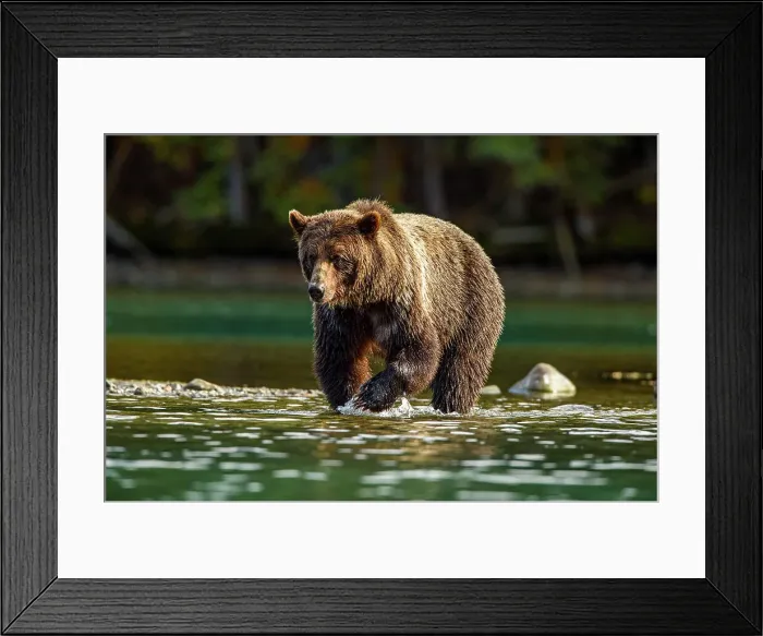 Framed Print : Grizzly bear (Ursus arctos)- Hunting sockeye salmon along the shore of the Chilko River, Chilcotin Wilderness, BC Interior, Canada Framed Print : Grizzly bear (Ursus arctos)- Hunting sockeye salmon along the shore of the Chilko River, Chilcotin Wilderness, BC Interior, Canada