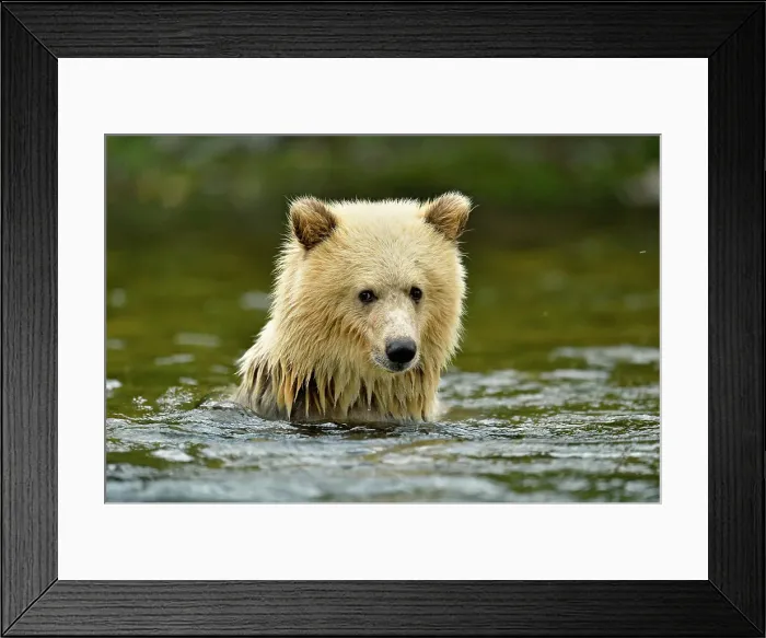 Framed Print : Grizzly bear (Ursus arctos)- white first-year cub with brown mother feeding on salmon on Chilko River, Chilcotin Wilderness, BC Interior, Canada Framed Print : Grizzly bear (Ursus arctos)- white first-year cub with brown mother feeding on salmon on Chilko River, Chilcotin Wilderness, BC Interior, Canada