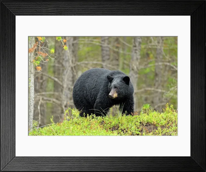 Framed Print : American black bear (Ursus americanus) foraging in cranberry patch, Wood Buffalo Naional Park, Alberta, Canada Framed Print : American black bear (Ursus americanus) foraging in cranberry patch, Wood Buffalo Naional Park, Alberta, Canada