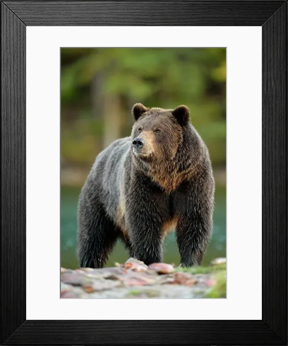 Framed Print : Grizzly bear (Ursus arctos)- Hunting for spawning salmon along the shoreline of a salmon river, Chilcotin Wilderness, BC Interior, Canada Framed Print : Grizzly bear (Ursus arctos)- Hunting for spawning salmon along the shoreline of a salmon river, Chilcotin Wilderness, BC Interior, Canada