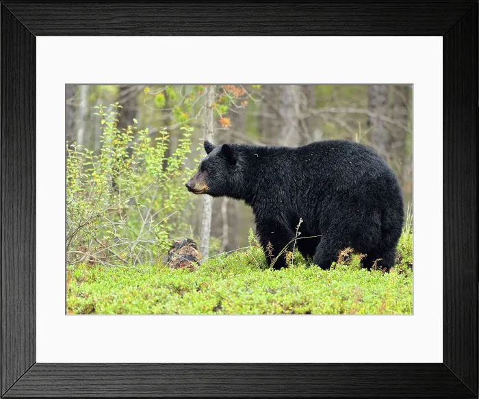 Framed Print : American black bear (Ursus americanus) foraging in cranberry patch, Wood Buffalo Naional Park, Alberta, Canada