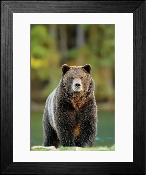 Framed Print : Grizzly bear (Ursus arctos)- Hunting for spawning salmon along the shoreline of a salmon river, Chilcotin Wilderness, BC Interior, Canada Framed Print : Grizzly bear (Ursus arctos)- Hunting for spawning salmon along the shoreline of a salmon river, Chilcotin Wilderness, BC Interior, Canada