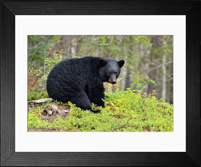 Framed Print : American black bear (Ursus americanus) foraging in cranberry patch, Wood Buffalo Naional Park, Alberta, Canada Framed Print : American black bear (Ursus americanus) foraging in cranberry patch, Wood Buffalo Naional Park, Alberta, Canada