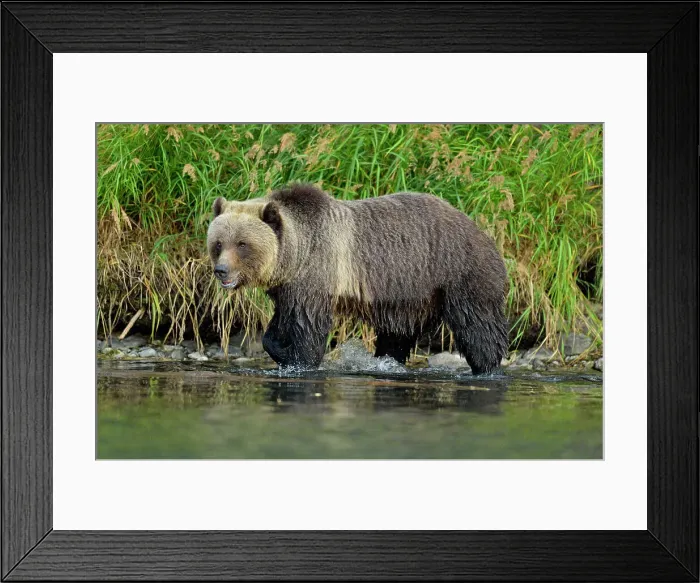Framed Print : Grizzly bear (Ursus arctos)- Hunting for spawning salmon along the shoreline of a salmon river, Chilcotin Wilderness, BC Interior, Canada Framed Print : Grizzly bear (Ursus arctos)- Hunting for spawning salmon along the shoreline of a salmon river, Chilcotin Wilderness, BC Interior, Canada