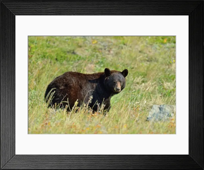 Framed Print : American black bear (Ursus americanus), Waterton Lakes National Park, Alberta, Canada Framed Print : American black bear (Ursus americanus), Waterton Lakes National Park, Alberta, Canada