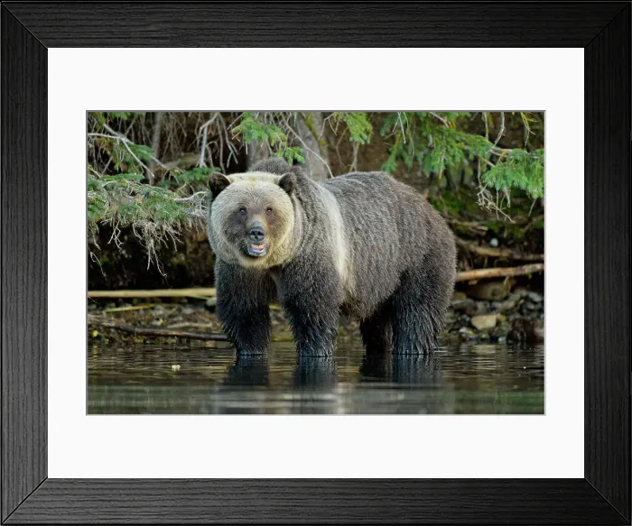 Framed Print : Grizzly bear (Ursus arctos)- Hunting for spawning salmon along the shoreline of a salmon river, Chilcotin Wilderness, BC Interior, Canada Framed Print : Grizzly bear (Ursus arctos)- Hunting for spawning salmon along the shoreline of a salmon river, Chilcotin Wilderness, BC Interior, Canada