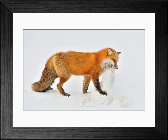 Framed Print : Red fox (Vulpes vulpes). With arctic fox prey, Wapusk NP, Cape Churchill, Manitoba, Canada Framed Print : Red fox (Vulpes vulpes). With arctic fox prey, Wapusk NP, Cape Churchill, Manitoba, Canada