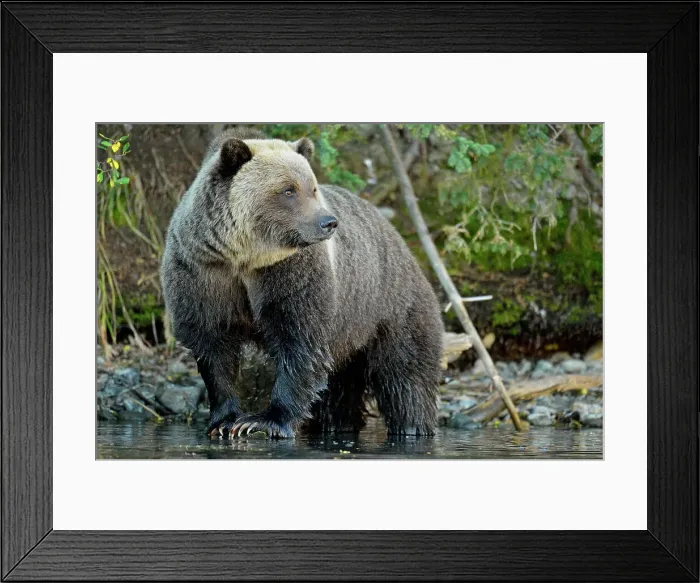 Framed Print : Grizzly bear (Ursus arctos)- Hunting for spawning salmon along the shoreline of a salmon river, Chilcotin Wilderness, BC Interior, Canada Framed Print : Grizzly bear (Ursus arctos)- Hunting for spawning salmon along the shoreline of a salmon river, Chilcotin Wilderness, BC Interior, Canada