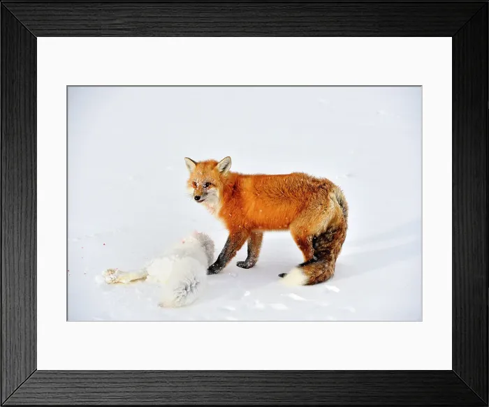 Framed Print : Red fox (Vulpes vulpes). With arctic fox prey, Wapusk NP, Cape Churchill, Manitoba, Canada