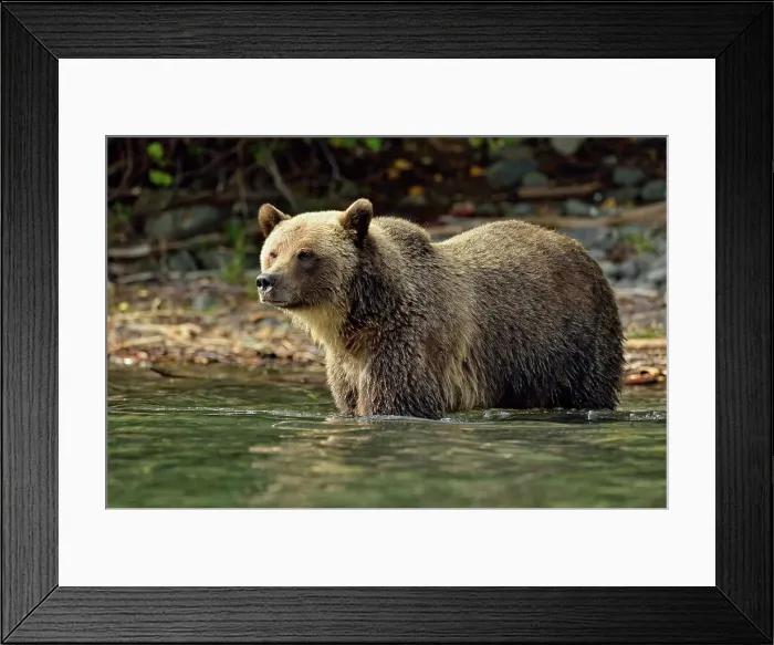 Framed Print : Grizzly bear (Ursus arctos)- Hunting sockeye salmon in a salmon river, Chilcotin Wilderness, BC Interior, Canada Framed Print : Grizzly bear (Ursus arctos)- Hunting sockeye salmon in a salmon river, Chilcotin Wilderness, BC Interior, Canada
