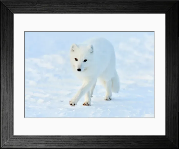 Framed Print : Arctic Fox (Alopex lagopus), Wapusk NP, Cape Churchill, Manitoba, Canada