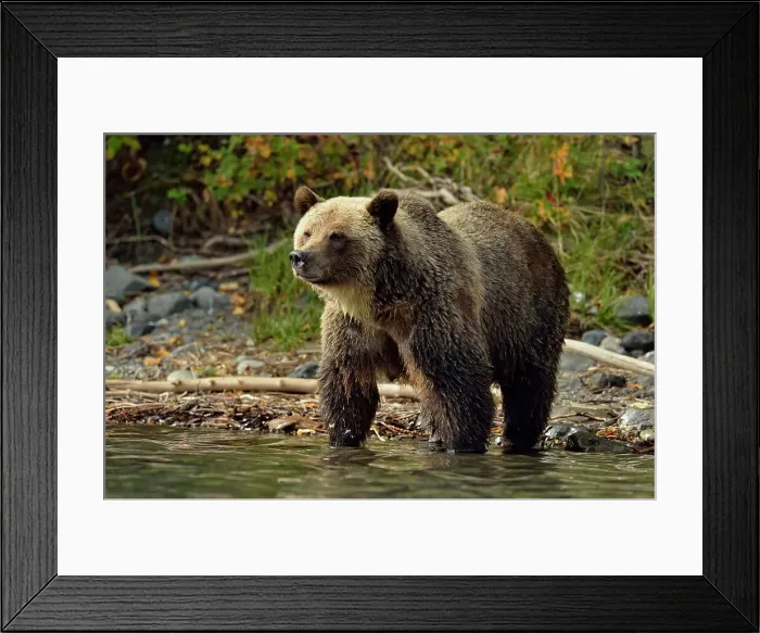 Framed Print : Grizzly bear (Ursus arctos)- Hunting for spawning salmon along the shoreline of a salmon river, Chilcotin Wilderness, BC Interior, Canada Framed Print : Grizzly bear (Ursus arctos)- Hunting for spawning salmon along the shoreline of a salmon river, Chilcotin Wilderness, BC Interior, Canada