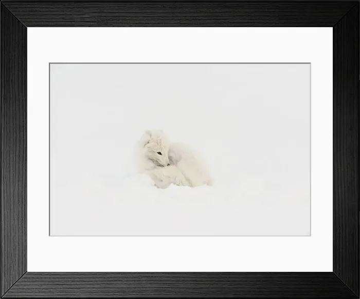 Framed Print : Arctic Fox (Alopex lagopus) Sleeping in snow, Wapusk NP, Cape Churchill, Manitoba, Canada Framed Print : Arctic Fox (Alopex lagopus) Sleeping in snow, Wapusk NP, Cape Churchill, Manitoba, Canada