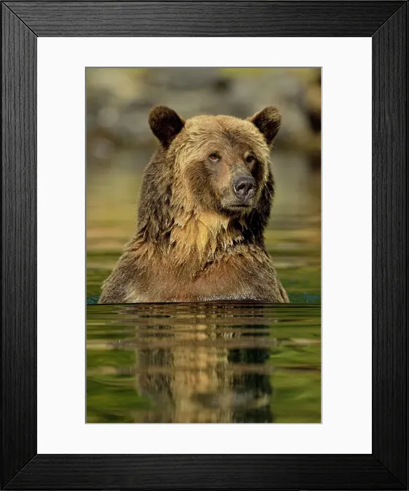 Framed Print : Grizzly bear (Ursus arctos)- Hunting spawning sockeye salmon in a salmon river, Chilcotin Wilderness, BC Interior, Canada Framed Print : Grizzly bear (Ursus arctos)- Hunting spawning sockeye salmon in a salmon river, Chilcotin Wilderness, BC Interior, Canada