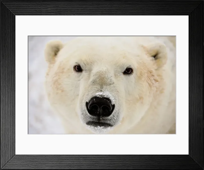Framed Print : Polar Bear (Ursus maritimus), Wapusk NP, Cape Churchill, Manitoba, Canada Framed Print : Polar Bear (Ursus maritimus), Wapusk NP, Cape Churchill, Manitoba, Canada