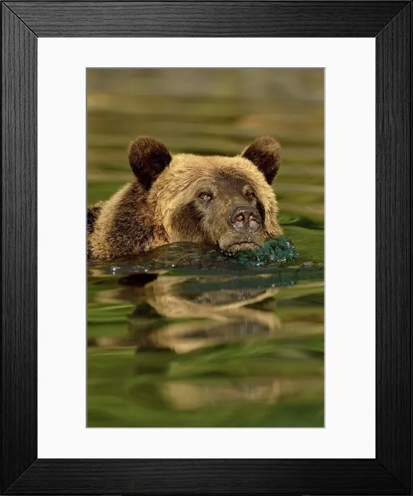 Framed Print : Grizzly bear (Ursus arctos)- Hunting sockeye salmon in a salmon river, Chilcotin Wilderness, BC Interior, Canada Framed Print : Grizzly bear (Ursus arctos)- Hunting sockeye salmon in a salmon river, Chilcotin Wilderness, BC Interior, Canada