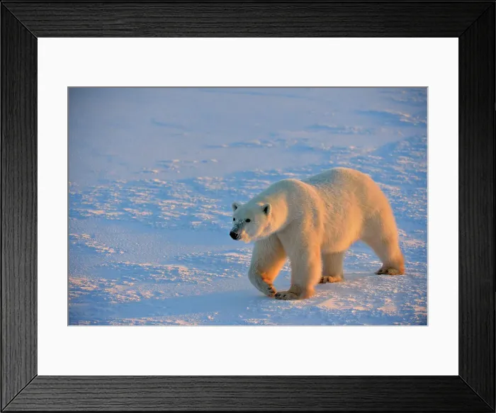 Framed Print : Polar bear (Ursus maritimus), Wapusk NP, Cape Churchill, Manitoba, Canada Framed Print : Polar bear (Ursus maritimus), Wapusk NP, Cape Churchill, Manitoba, Canada