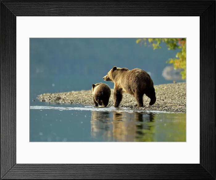 Framed Print : Grizzly bear (Ursus arctos)- Hunting for fish during the autumn sockeye salmon spawning season, Chilcotin Wilderness, BC Interior, Canada Framed Print : Grizzly bear (Ursus arctos)- Hunting for fish during the autumn sockeye salmon spawning season, Chilcotin Wilderness, BC Interior, Canada