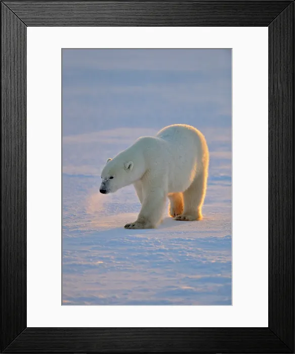 Framed Print : Polar bear (Ursus maritimus), Wapusk NP, Cape Churchill, Manitoba, Canada Framed Print : Polar bear (Ursus maritimus), Wapusk NP, Cape Churchill, Manitoba, Canada