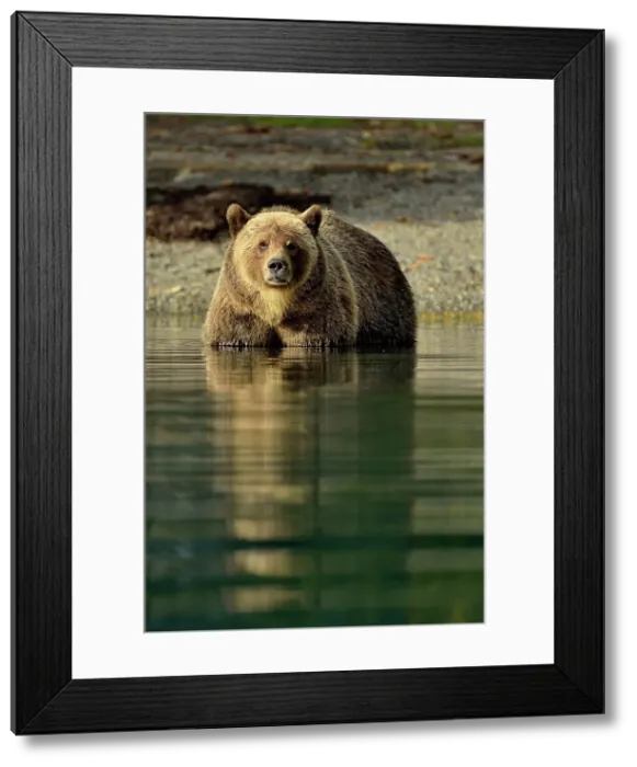 Framed Print : Grizzly bear (Ursus arctos)- Hunting sockeye salmon in a salmon river, Chilcotin Wilderness, BC Interior, Canada Framed Print : Grizzly bear (Ursus arctos)- Hunting sockeye salmon in a salmon river, Chilcotin Wilderness, BC Interior, Canada