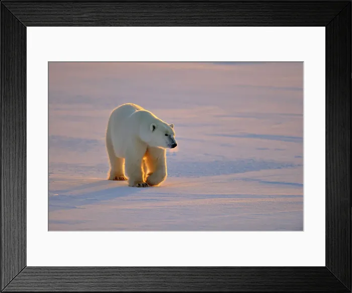 Framed Print : Polar bear (Ursus maritimus), Wapusk NP, Cape Churchill, Manitoba, Canada Framed Print : Polar bear (Ursus maritimus), Wapusk NP, Cape Churchill, Manitoba, Canada