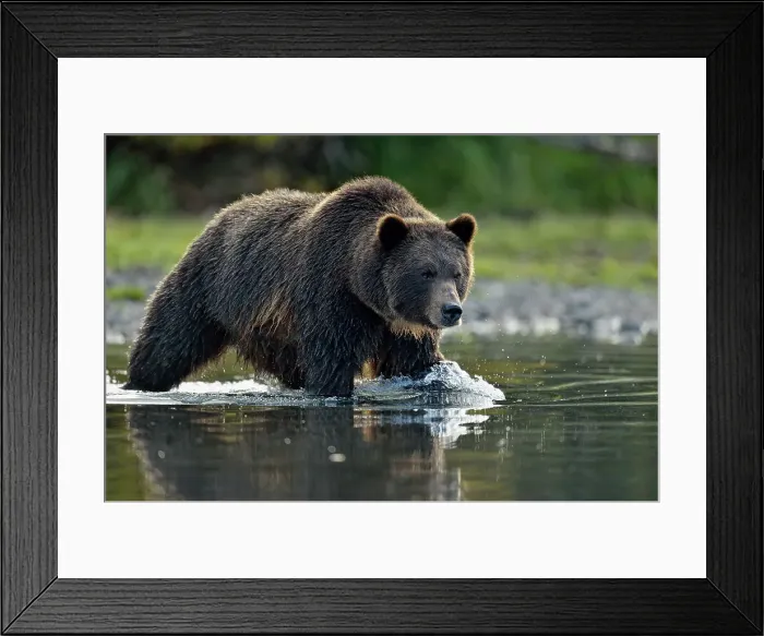 Framed Print : Grizzly bear (Ursus arctos)- Hunting sockeye salmon in a salmon river, Chilcotin Wilderness, BC Interior, Canada Framed Print : Grizzly bear (Ursus arctos)- Hunting sockeye salmon in a salmon river, Chilcotin Wilderness, BC Interior, Canada