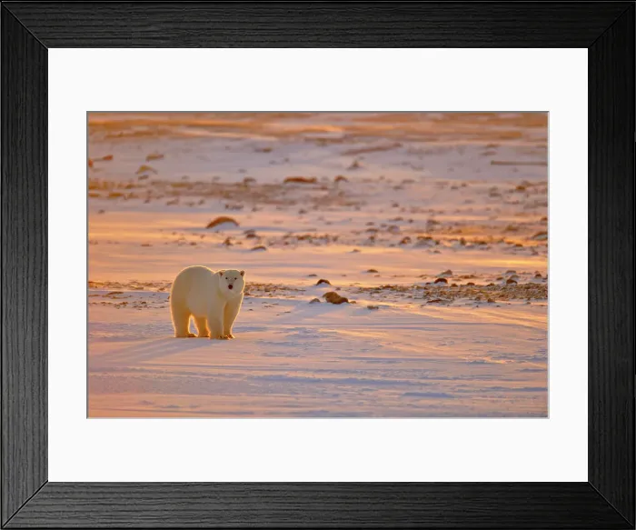 Framed Print : Polar bear (Ursus maritimus), Wapusk NP, Cape Churchill, Manitoba, Canada Framed Print : Polar bear (Ursus maritimus), Wapusk NP, Cape Churchill, Manitoba, Canada