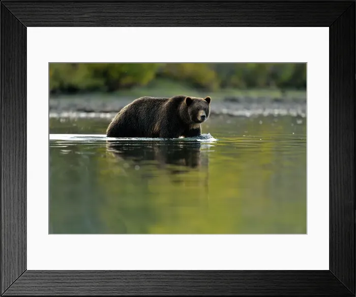 Framed Print : Grizzly bear (Ursus arctos)- Feeding on a sockeye salmon run, Chilcotin Wilderness, BC Interior, Canada Framed Print : Grizzly bear (Ursus arctos)- Feeding on a sockeye salmon run, Chilcotin Wilderness, BC Interior, Canada