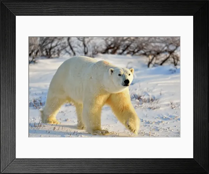 Framed Print : Polar Bear (Ursus maritimus), Wapusk NP, Cape Churchill, Manitoba, Canada Framed Print : Polar Bear (Ursus maritimus), Wapusk NP, Cape Churchill, Manitoba, Canada