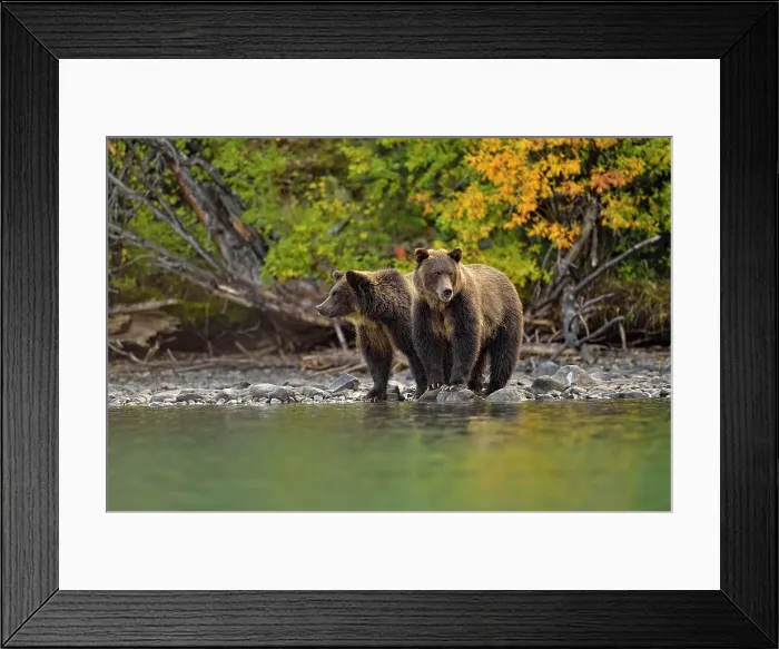 Framed Print : Grizzly bear (Ursus arctos)- Feeding on fish during the autumn sockeye salmon spawning season, Chilcotin Wilderness, BC Interior, Canada Framed Print : Grizzly bear (Ursus arctos)- Feeding on fish during the autumn sockeye salmon spawning season, Chilcotin Wilderness, BC Interior, Canada