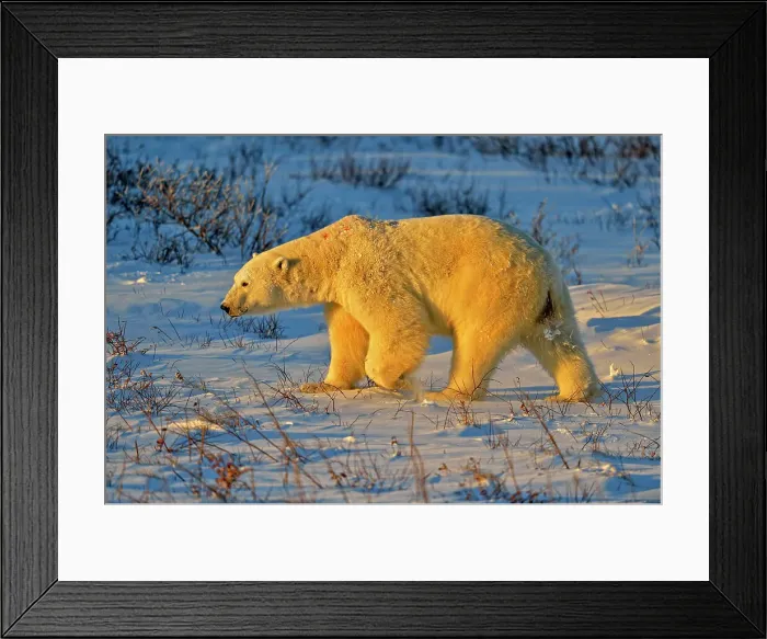 Framed Print : Polar bear (Ursus maritimus), Wapusk NP, Cape Churchill, Manitoba, Canada Framed Print : Polar bear (Ursus maritimus), Wapusk NP, Cape Churchill, Manitoba, Canada