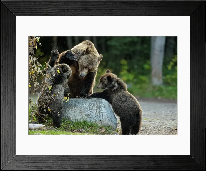 Framed Print : Grizzly bear (Ursus arctos)- Family interacting along the shore of a salmon river during the autumn spawning season, Chilcotin Wilderness, BC Interior, Canada