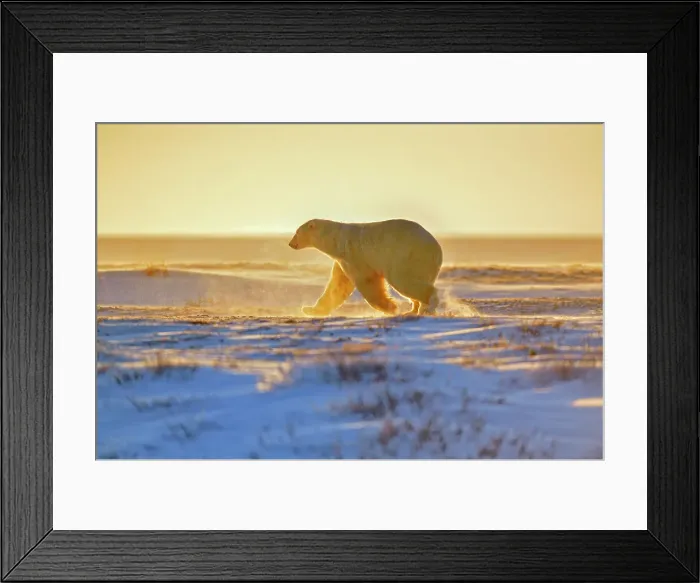 Framed Print : Polar bear (Ursus maritimus), Wapusk NP, Cape Churchill, Manitoba, Canada Framed Print : Polar bear (Ursus maritimus), Wapusk NP, Cape Churchill, Manitoba, Canada