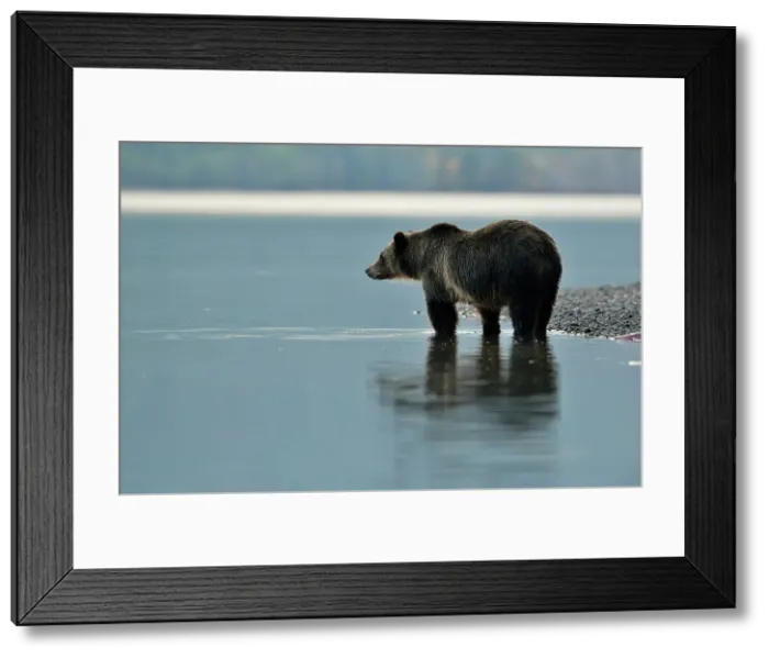 Framed Print : Grizzly bear (Ursus arctos)- Looking for salmon along the shoreline of Chilko Lake, Chilcotin Wilderness, BC Interior, Canada Framed Print : Grizzly bear (Ursus arctos)- Looking for salmon along the shoreline of Chilko Lake, Chilcotin Wilderness, BC Interior, Canada