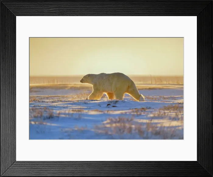 Framed Print : Polar bear (Ursus maritimus), Wapusk NP, Cape Churchill, Manitoba, Canada Framed Print : Polar bear (Ursus maritimus), Wapusk NP, Cape Churchill, Manitoba, Canada