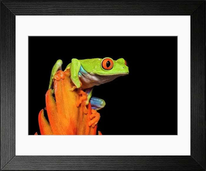 Framed Print : Red-eyed Tree Frog (Agalychnis callidryas) - captive bred Framed Print : Red-eyed Tree Frog (Agalychnis callidryas) - captive bred