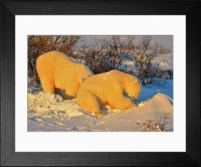 Framed Print : Polar bear (Ursus maritimus), Wapusk NP, Cape Churchill, Manitoba, Canada Framed Print : Polar bear (Ursus maritimus), Wapusk NP, Cape Churchill, Manitoba, Canada
