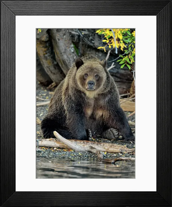 Framed Print : Grizzly bear (Ursus arctos)- Hunting for spawning salmon along the shoreline of a salmon river, Chilcotin Wilderness, BC Interior, Canada Framed Print : Grizzly bear (Ursus arctos)- Hunting for spawning salmon along the shoreline of a salmon river, Chilcotin Wilderness, BC Interior, Canada