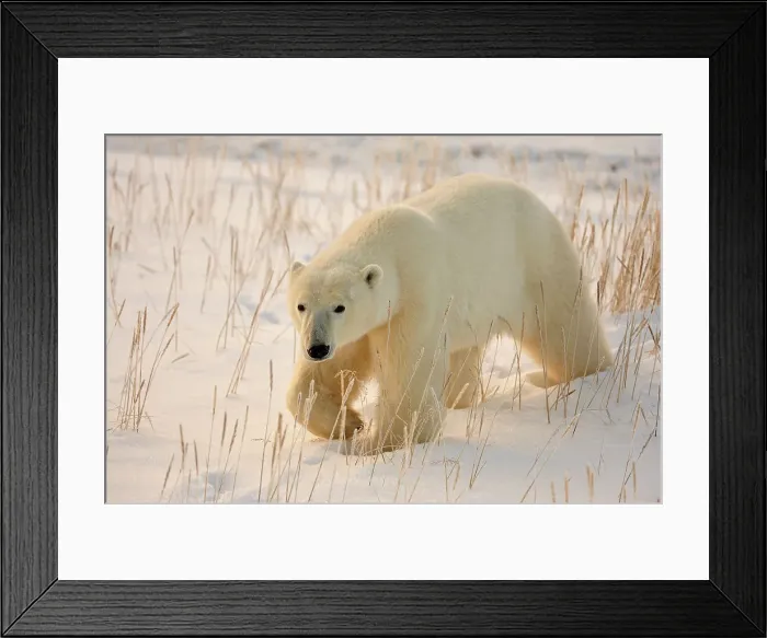 Framed Print : Polar bear (Ursus maritimus), Seal River Heritage Lodge, Churchill, Manitoba, Canada Framed Print : Polar bear (Ursus maritimus), Seal River Heritage Lodge, Churchill, Manitoba, Canada
