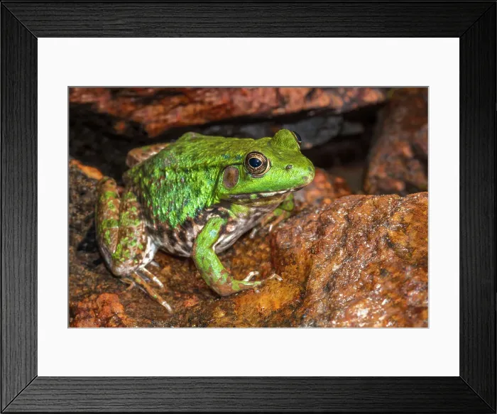Framed Print : Green Frog (Lithobates clamitans), formerly Rana clamitans, in wetland habitat on Horseshoe Lake, Muskoka, Ontario, Canada Framed Print : Green Frog (Lithobates clamitans), formerly Rana clamitans, in wetland habitat on Horseshoe Lake, Muskoka, Ontario, Canada