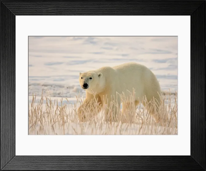 Framed Print : Polar bear (Ursus maritimus), Seal River Heritage Lodge, Churchill, Manitoba, Canada Framed Print : Polar bear (Ursus maritimus), Seal River Heritage Lodge, Churchill, Manitoba, Canada