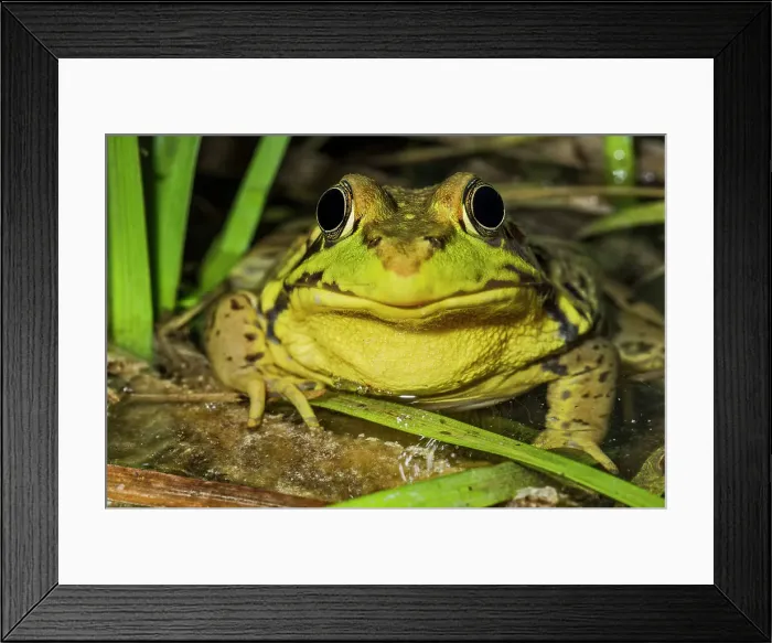 Framed Print : Green Frog (Lithobates clamitans), formerly Rana clamitans, in vernal pond at night near Thornton, Ontario, Canada Framed Print : Green Frog (Lithobates clamitans), formerly Rana clamitans, in vernal pond at night near Thornton, Ontario, Canada