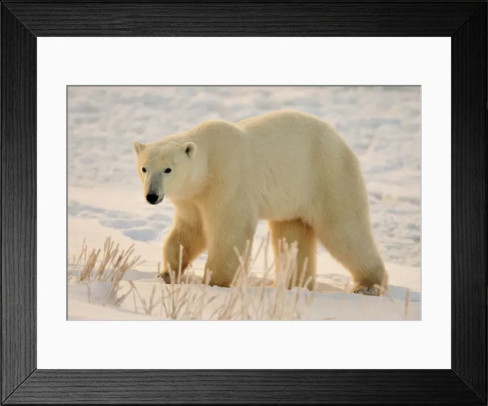 Framed Print : Polar bear (Ursus maritimus), Seal River Heritage Lodge, Churchill, Manitoba, Canada Framed Print : Polar bear (Ursus maritimus), Seal River Heritage Lodge, Churchill, Manitoba, Canada