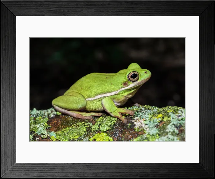 Framed Print : Green Tree Frog (Hyla cinerea) - captive bred Framed Print : Green Tree Frog (Hyla cinerea) - captive bred