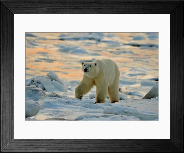 Framed Print : Polar bear (Ursus maritimus) walking on newly forming Hudson Bay ice, Seal River Heritage Lodge, Churchill, Manitoba, Canada Framed Print : Polar bear (Ursus maritimus) walking on newly forming Hudson Bay ice, Seal River Heritage Lodge, Churchill, Manitoba, Canada